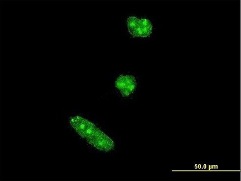 Monoclonal Anti-TWIST1 antibody produced in mouse clone 3A2, purified immunoglobulin, buffered aqueous solution