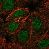Anti-ZBTB24 antibody produced in rabbit Prestige Antibodies® Powered by Atlas Antibodies, affinity isolated antibody, buffered aqueous glycerol solution