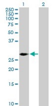 Anti-PRKAB2 antibody produced in rabbit purified immunoglobulin, buffered aqueous solution