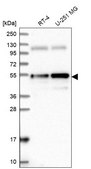 Anti-ANKRD10 antibody produced in rabbit Prestige Antibodies® Powered by Atlas Antibodies, affinity isolated antibody, buffered aqueous glycerol solution