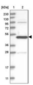 Anti-ATG4A antibody produced in rabbit Prestige Antibodies® Powered by Atlas Antibodies, affinity isolated antibody, buffered aqueous glycerol solution