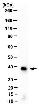 绵羊抗小鼠IgG抗体，吸附物抗体，HRP标记 from sheep, peroxidase conjugate