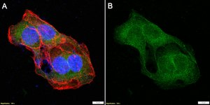 Anti-DRP1 Antibody, clone 1E8 ZooMAb® Rabbit Monoclonal recombinant, expressed in HEK 293 cells