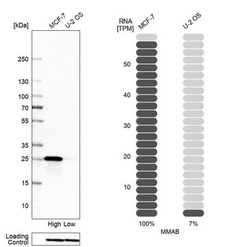 Anti-MMAB antibody produced in rabbit Prestige Antibodies&#174; Powered by Atlas Antibodies, affinity isolated antibody, buffered aqueous glycerol solution