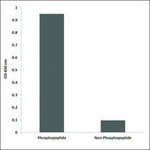 Anti-phospho-DDR1 (pTyr513) antibody produced in rabbit affinity isolated antibody