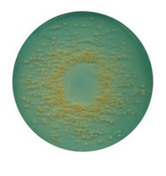 CLED 琼脂 suitable for microbiology, NutriSelect&#174; Plus