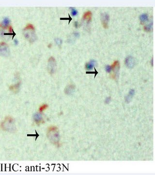 Anti-APP Antibody, AEP-cleaved (373N) serum, from rabbit