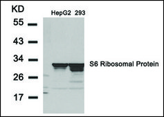 Anti-RPS6 (Ab-235) antibody produced in rabbit affinity isolated antibody