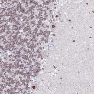 Anti-ZNF382 antibody produced in rabbit Prestige Antibodies&#174; Powered by Atlas Antibodies, affinity isolated antibody, buffered aqueous glycerol solution