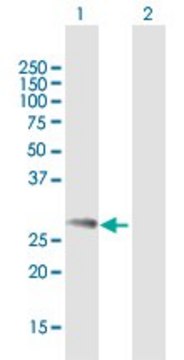 Anti-NDFIP1 antibody produced in mouse purified immunoglobulin