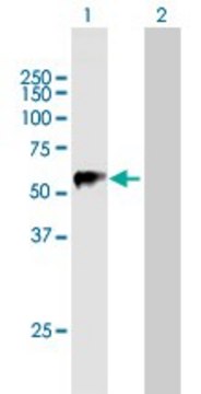 Anti-TRIM22 antibody produced in mouse purified immunoglobulin, buffered aqueous solution