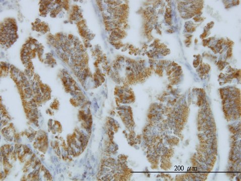 Monoclonal Anti-NODAL, (C-terminal) antibody produced in mouse clone 5C3, purified immunoglobulin, buffered aqueous solution