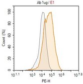 Anti-FLAG® Antibody, clone 1I8 ZooMAb® Rabbit Monoclonal recombinant, expressed in HEK 293 cells