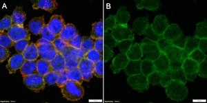 Anti-LZTFL1 Antibody, clone 1I2 ZooMAb® Rabbit Monoclonal recombinant, expressed in HEK 293 cells