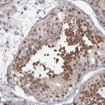 Anti-GLCCI1 antibody produced in rabbit Ab1, Prestige Antibodies&#174; Powered by Atlas Antibodies, affinity isolated antibody, buffered aqueous glycerol solution