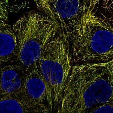 Anti-Pdcl2 Antibody Produced In Rabbit Prestige Antibodies&#174; Powered by Atlas Antibodies, affinity isolated antibody, buffered aqueous glycerol solution