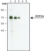 Anti-DCP1A (N-terminal) antibody produced in rabbit ~1.0 mg/mL, affinity isolated antibody, buffered aqueous solution