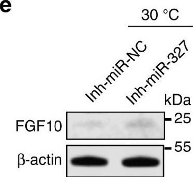 抗FGF10抗体 from rabbit, purified by affinity chromatography