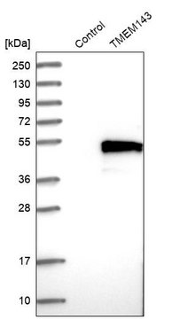 Anti-TMEM143 antibody produced in rabbit Prestige Antibodies&#174; Powered by Atlas Antibodies, affinity isolated antibody, buffered aqueous glycerol solution