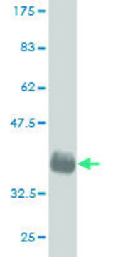 Monoclonal Anti-GML antibody produced in mouse clone 5F4, purified immunoglobulin, buffered aqueous solution