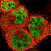 Anti-PQBP1 antibody produced in rabbit Prestige Antibodies® Powered by Atlas Antibodies, affinity isolated antibody, buffered aqueous glycerol solution