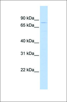 Anti-TRIM56 antibody produced in rabbit affinity isolated antibody