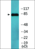 Anti-phospho-IKK-α (pThr23) antibody produced in rabbit affinity isolated antibody