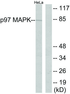 Anti-P97 MAPK antibody produced in rabbit affinity isolated antibody