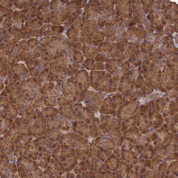 Anti-SNX33 antibody produced in rabbit Prestige Antibodies&#174; Powered by Atlas Antibodies, affinity isolated antibody, buffered aqueous glycerol solution