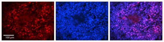 Anti-PARP1 antibody produced in rabbit IgG fraction of antiserum