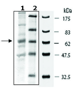 Sestrin 2 human recombinant, expressed in baculovirus infected Sf9 cells, &#8805;35% (SDS-PAGE)