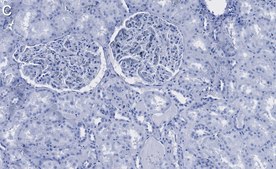 Anti-Cathepsin L1 Antibody, clone 1G2 ZooMAb® Rabbit Monoclonal recombinant, expressed in HEK 293 cells