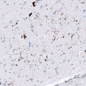 Monoclonal Anti-CD163 antibody produced in mouse Prestige Antibodies® Powered by Atlas Antibodies, clone CL10652, purified antibody (Protein A)