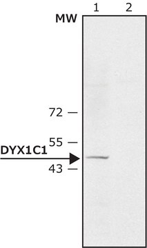 Anti-DYX1C1 (N-terminal) antibody produced in rabbit ~1.5&#160;mg/mL, affinity isolated antibody