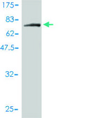 Monoclonal Anti-NPEPL1 antibody produced in mouse clone 3F8-1A6, purified immunoglobulin, buffered aqueous solution