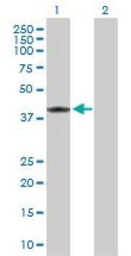 Anti-MVK antibody produced in rabbit purified immunoglobulin, buffered aqueous solution