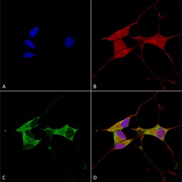 Monoclonal Anti-Lgi1 - Atto 594 antibody produced in mouse clone S283-7, purified immunoglobulin