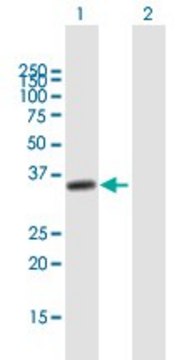 Anti-NUP35 antibody produced in mouse purified immunoglobulin, buffered aqueous solution