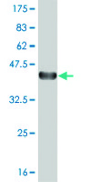 ANTI-TGIF2 antibody produced in mouse clone 5G6, purified immunoglobulin, buffered aqueous solution