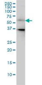 Monoclonal Anti-CDC25C antibody produced in mouse clone 3B11, ascites fluid