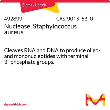 Nuclease, Staphylococcus aureus Cleaves RNA and DNA to produce oligo- and mononucleotides with terminal 3&#8242;-phosphate groups.