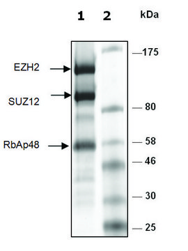 EZH2/SUZ12/RbAp48 human recombinant, expressed in baculovirus infected Sf9 cells, &#8805;88% (SDS-PAGE)