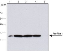 Anti-Profilin 1 antibody, Mouse monoclonal clone Profilin 1-3, purified from hybridoma cell culture