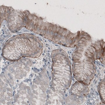 Monoclonal Anti-LAMA3 antibody produced in mouse Prestige Antibodies&#174; Powered by Atlas Antibodies, clone CL3112, purified immunoglobulin, buffered aqueous glycerol solution