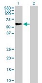 Anti-TRIM46 antibody produced in mouse purified immunoglobulin, buffered aqueous solution