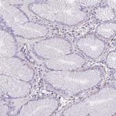 Anti-TENM4 antibody produced in rabbit Prestige Antibodies® Powered by Atlas Antibodies, affinity isolated antibody