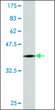 Monoclonal Anti-DNMBP antibody produced in mouse clone 1H2, purified immunoglobulin, buffered aqueous solution