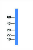 Anti-APOA2, (N-terminal) antibody produced in rabbit affinity isolated antibody