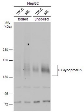 Anti-ABCB1 antibody produced in rabbit