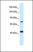 Anti-LRP8 antibody produced in rabbit affinity isolated antibody